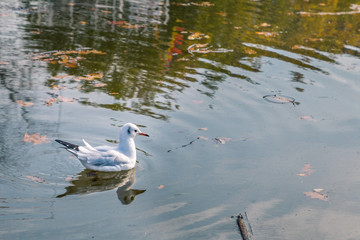 Möwe auf dem Wasser