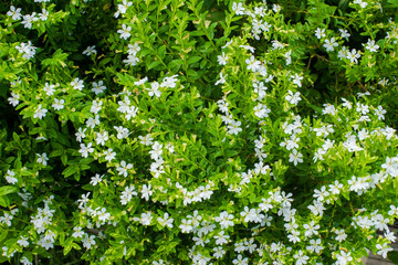 Close up beautiful little white flower on green plant for background