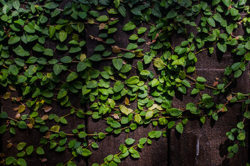 Green Creeper Plant or ivy on old wall background