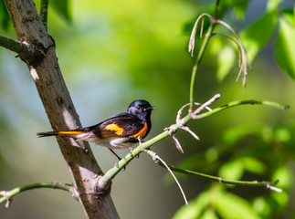 American redstart perched in a boreal forest Quebec, Canada.
