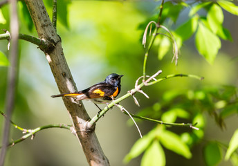 American redstart perched in a boreal forest Quebec, Canada.