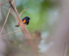 American redstart perched in a boreal forest Quebec, Canada.