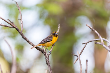 Baltimore oriole feeding in an orchard, Quebec, Canada.