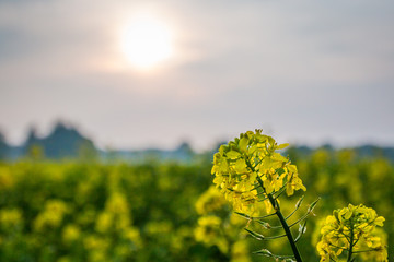 Obraz premium Gelbe Wildblumen auf einer Wiese bei Sonnenuntergang