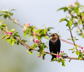 Cowbird feeding in an orchard Quebec, Canada.