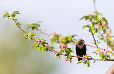 Cowbird feeding in an orchard Quebec, Canada.
