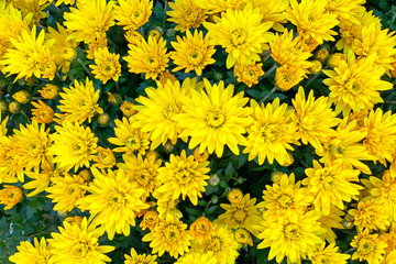 Yellow chrysanthemum as a background