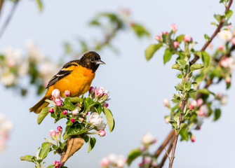Baltimore oriole feeding in an orchard, Quebec, Canada.