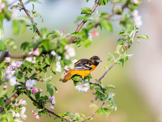 Baltimore oriole feeding in an orchard, Quebec, Canada.