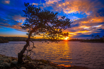 Naklejka na ściany i meble The sun above the horizon. Northern nature. Sunrise. Wild nature. Lake. Karelia. Nature of Karelia. Pine on the shore. Blue sky Russia. The nature of Russia.