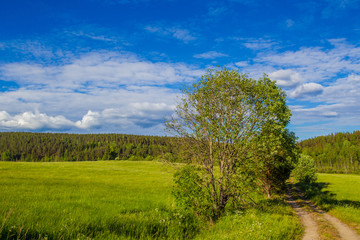 Obraz premium The road to the field. Summer day. Blue sky over the forest.