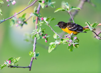 Baltimore oriole feeding in an orchard, Quebec, Canada.