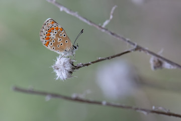 Lycaenidae / Çokgözlü Esmer / / Polyommatus agestis