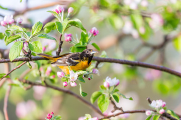 Baltimore oriole feeding in an orchard, Quebec, Canada.
