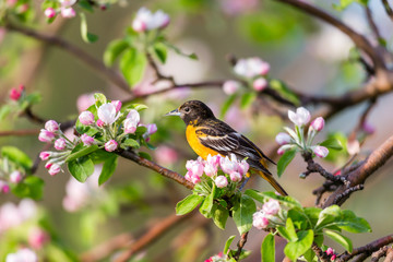 Baltimore oriole feeding in an orchard, Quebec, Canada.
