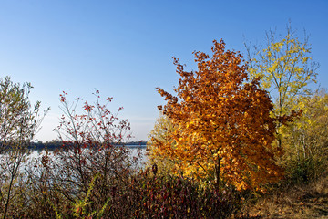 Fototapeta premium beautiful colors of autumn