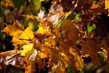 beautiful colors of autumn