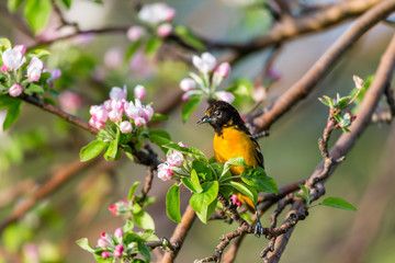 Baltimore oriole feeding in an orchard, Quebec, Canada.