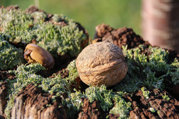 walnut in autumn in sunshine