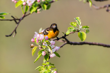 Baltimore oriole feeding in an orchard, Quebec, Canada.