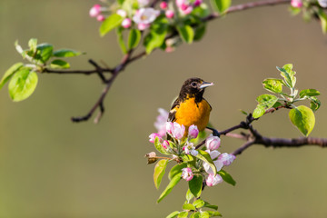 Baltimore oriole feeding in an orchard, Quebec, Canada.
