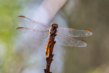 Closeup of dragonfly perched on a tall plant in Arizona's Sonoran desert. Details visible in the transparent wings and head. 