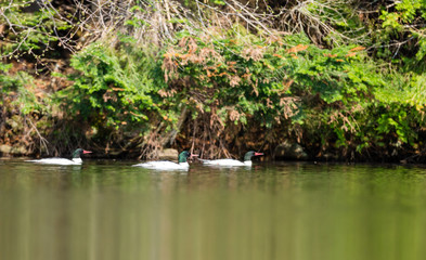 Obraz premium Male common merganser swimming in a lake in north Quebec, Canada.