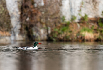 Male common merganser swimming in a lake in north Quebec, Canada.