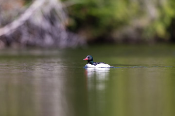 Common merganser male swimming in a lake in north Quebec Canada.
