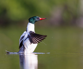 Common merganser male swimming in a lake in north Quebec Canada.