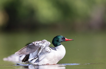 Common merganser male swimming in a lake in north Quebec Canada.