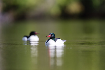Common merganser male swimming in a lake in north Quebec Canada.