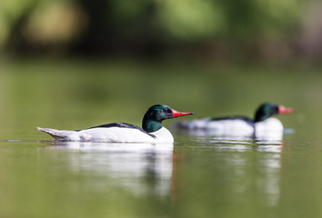 Common merganser male swimming in a lake in north Quebec Canada.