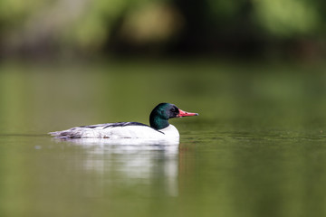 Common merganser male swimming in a lake in north Quebec Canada.