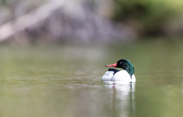 Common merganser male swimming in a lake in north Quebec Canada.