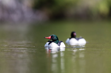 Common merganser male swimming in a lake in north Quebec Canada.