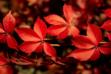 Red autumn leaves Virginia creeper