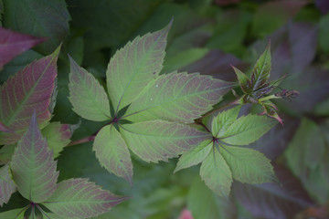 Red and green autumn leaves Virginia creeper