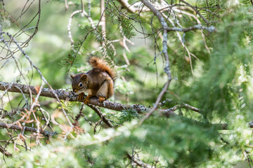 Red squirrel in a boreal forest Quebec, Canada.