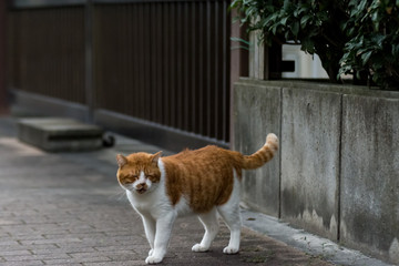 街猫　野良猫