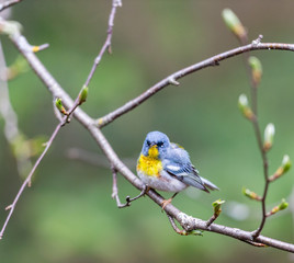 A small warbler of the upper canopy, the Northern Parula can be found in boreal forests of Quebec. It nests in Canada in June and July and after returns south to spend the winter.