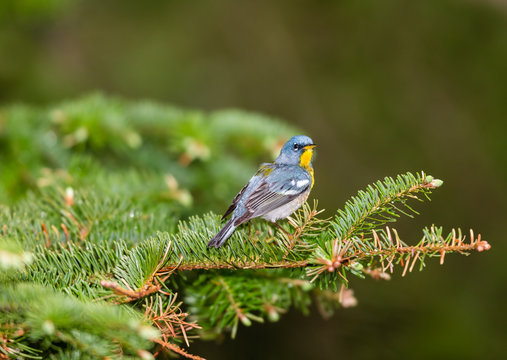 A small warbler of the upper canopy, the Northern Parula can be found in boreal forests of Quebec. It nests in Canada in June and July and after returns south to spend the winter.