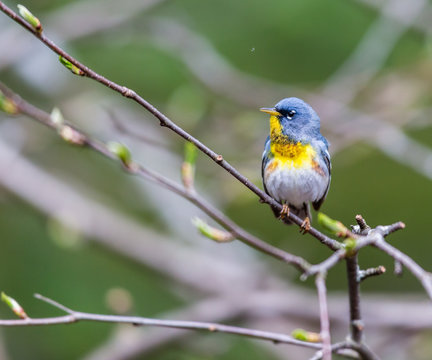 Northern parula perched in a boreal forest Quebec, Canada.