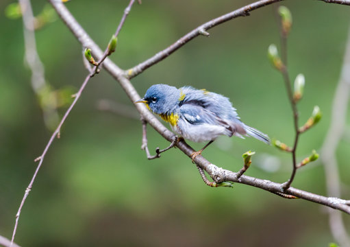 A small warbler of the upper canopy, the Northern Parula can be found in boreal forests of Quebec. It nests in Canada in June and July and after returns south to spend the winter.
