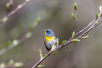 Fototapeta premium A small warbler of the upper canopy, the Northern Parula can be found in boreal forests of Quebec. It nests in Canada in June and July and after returns south to spend the winter.