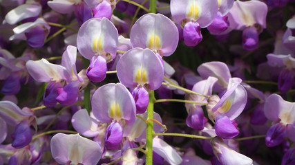 Wonderful blooming violet wisteria flowers