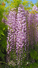 Obraz premium Wonderful blooming violet wisteria flowers