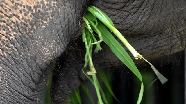 Slow Motion of Elephant without tusk is eating grass. Close up of an asiatic elephant with depigmented skin on the forehead. Asian elephant, Elephas maximus, eat in zoo of Southeast Asia-Dan