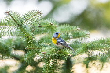 Fototapeta premium A small warbler of the upper canopy, the Northern Parula can be found in boreal forests of Quebec. It nests in Canada in June and July and after returns south to spend the winter.