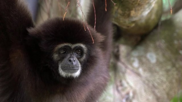 Slow Motion, Close-up of head Lar Gibbon is looking at camera on tree branches. Portrait of wild Hylobates Lar hanging rain forest trees. Nature wildlife rainforest. White-handed gibbon darker fur-Dan